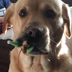 Meet your Posher, Renee